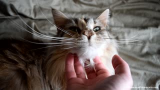 Beautiful cat enjoys chin rubs
