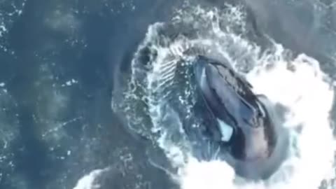 Big boy🤩 #whale #cute #big #ocean #amazing #animal #animallover #fyp