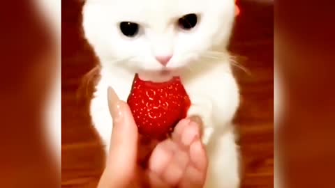 FUNNY CAT EATING STRAWBERRY