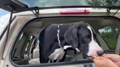 Great Dane happy to help sister with her burger & nuggets👏🏽