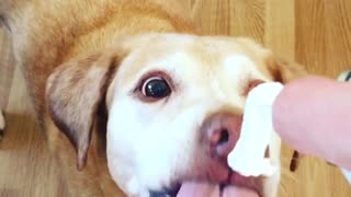 Labrador eats whipped cream out of can