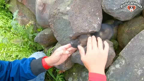 Pitiful Animals | Rescue Little Dog Abandoned By Its Owner Trapped In Large Rocks