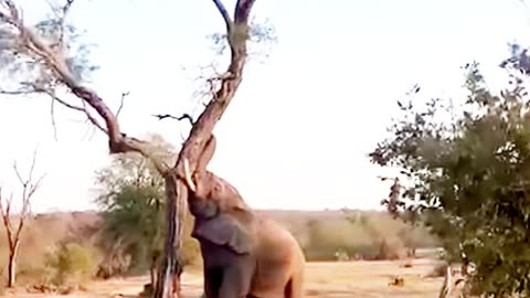 An elephant playing with Tree