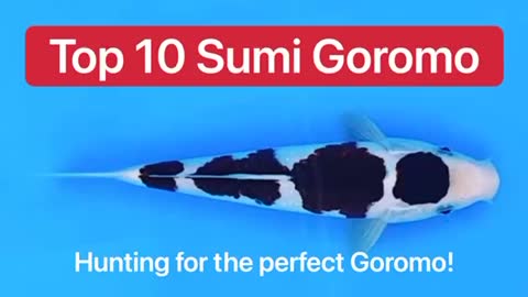 Top 10 Koi For Sale - Sumi Goromo Koi - worth over £30,000!!!