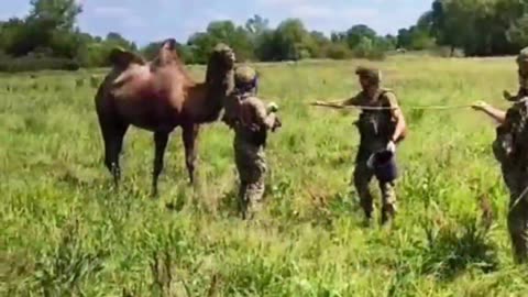 During the search for a downed enemy drone on the Kharkiv front line, P3