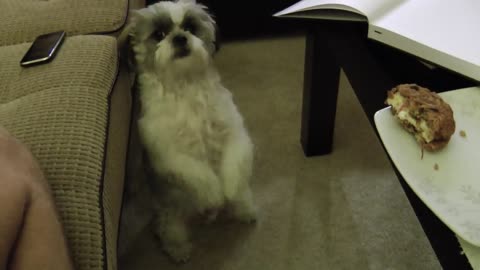 Dog Sees His Favorite Cookie On The Table, Takes Begging To A Whole New Level