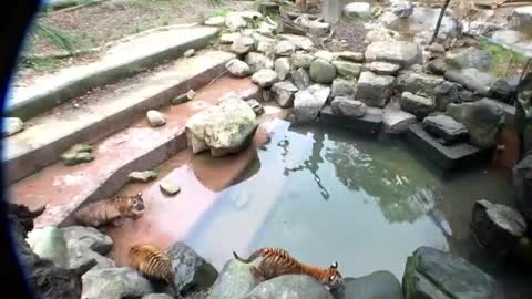 tiger playing in water