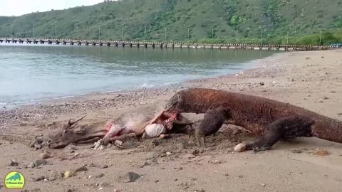 Komodo Dragon Devours Deer🦎🦌👀😯