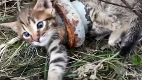 Spasio mačke zagljavljeno u metalnoj cijevi
