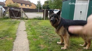 Black dog gets hit by soccer ball in slomo