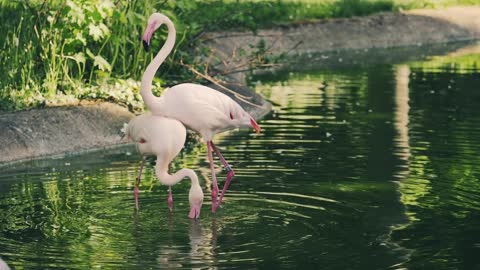 Pink flamingos dancing in the water