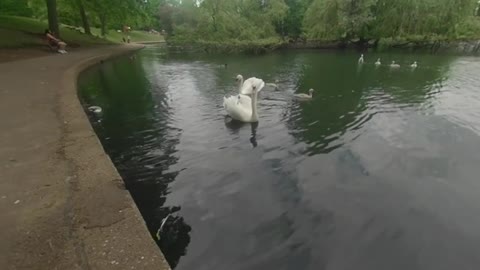 a short swan story