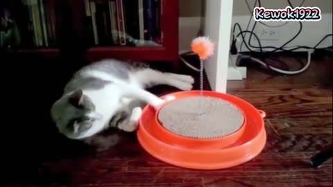 funny video - crazy cat makes you laugh out loud and relieves tiredness in your head