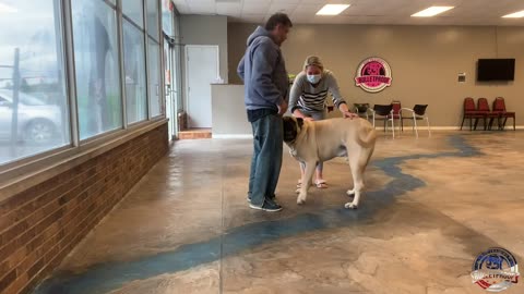 Dog Fan Of Tennis playing Them To His Heart's Content