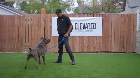 Learn How To Train Your Dog In Fun Way As They Are Trained in Dog Training Academy!