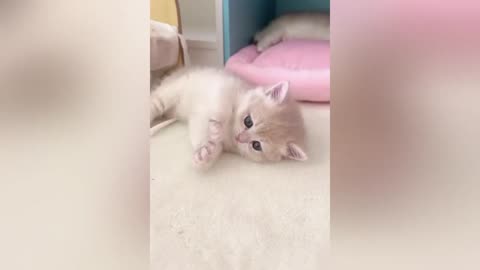 🤣🤣Funny Cat, Dog and Kitten will have you Laugh rolling on the floor🐱🐶