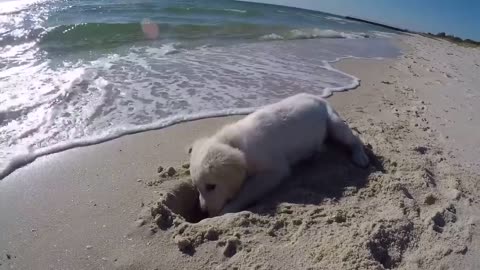 Cute Puppy At Beach