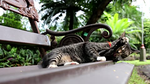 Cute Cat on bench