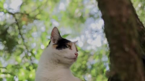 Cat on the Top of a Tree