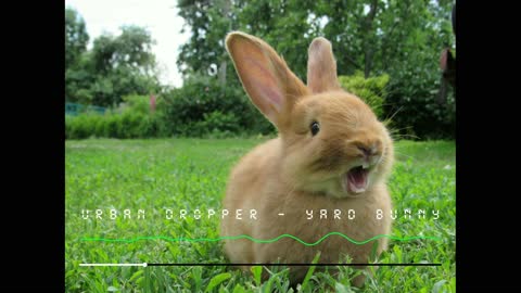 Urban Dropper - Yard Bunny ♫