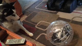 Siberian Husky analiza cuidadosamente a un conejito en una burbuja