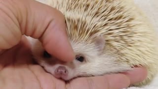 hedgehog is so cute in the bed