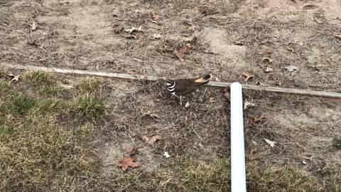 Mama KillDeer Bird