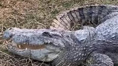 Amazing crocodiles video! working with group of crocodiles at crocodile farm