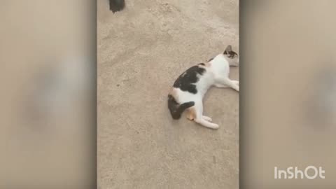 Cat & duck fighting