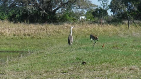 Baby Sandhill Crane 11:25am 3/29/22