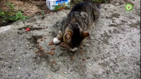 Feeding blind old stray cat