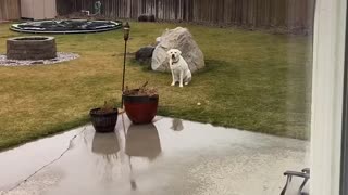 Dog Withstands Rain/Wind Storm