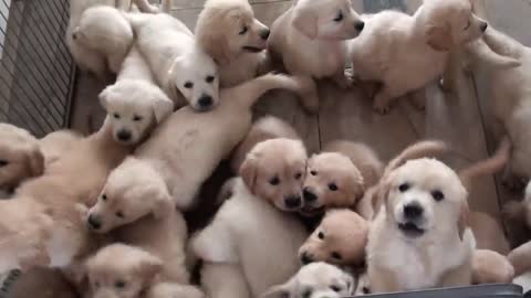 A daily dose of cuteness newborn Golden Retriever puppies