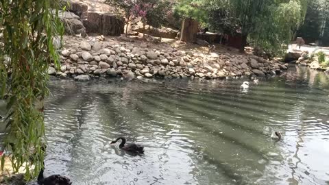 These geese are swimming around in the water