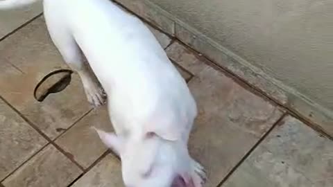 Puppy that loves to play with water !