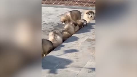 A group of dogs are basking in the sun