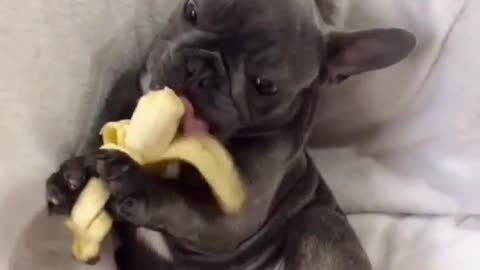 The little dog began to eat fruit. The banana was so happy