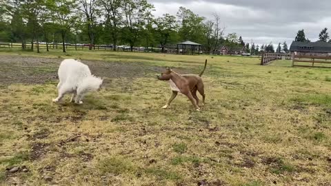 German Shepherd attacks a Pitbull [OFF LEASH AT DOG PARK]