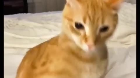 Funny Animal Videos 2022 Best Dogs And Cats Videos 😺😍