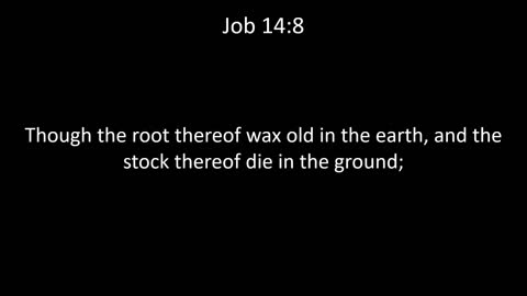 KJV Bible Job Chapter 14