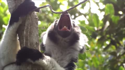 Indri indri singing lemur