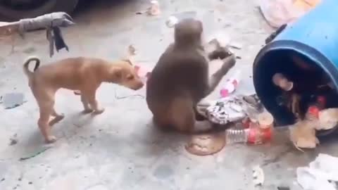 Cute dog fight with monkey