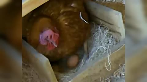 Three Chickens each laying their egg in coop nest