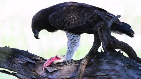 Martial eagle feeding on a Monitor lizard in Kruger Park.