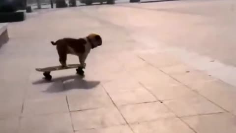 Skateboarding dog, guess what dog