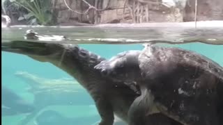 Turtle 🐢 hugs Gator 🐊