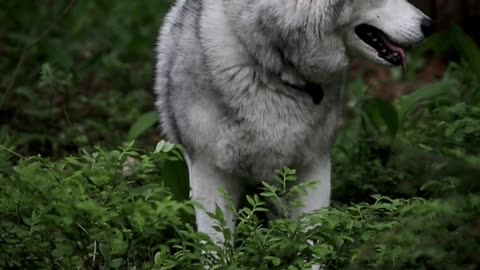 The Beautiful Wolf