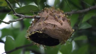 Herd Of wasp Outside nest