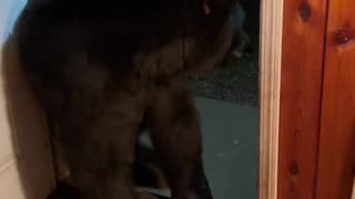Mr. Doorman Scratches Before Closing Door