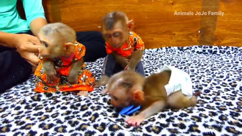Baby Monkey video